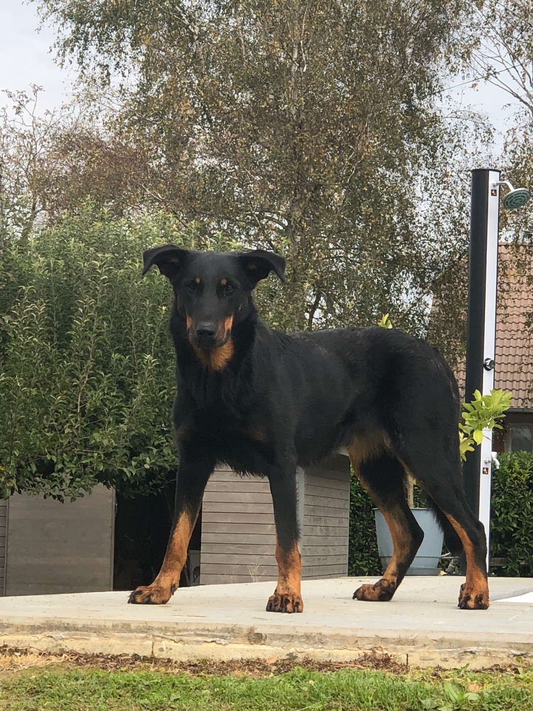 Uma Renaissance du Royaume D'Elsa De la grande bergerie