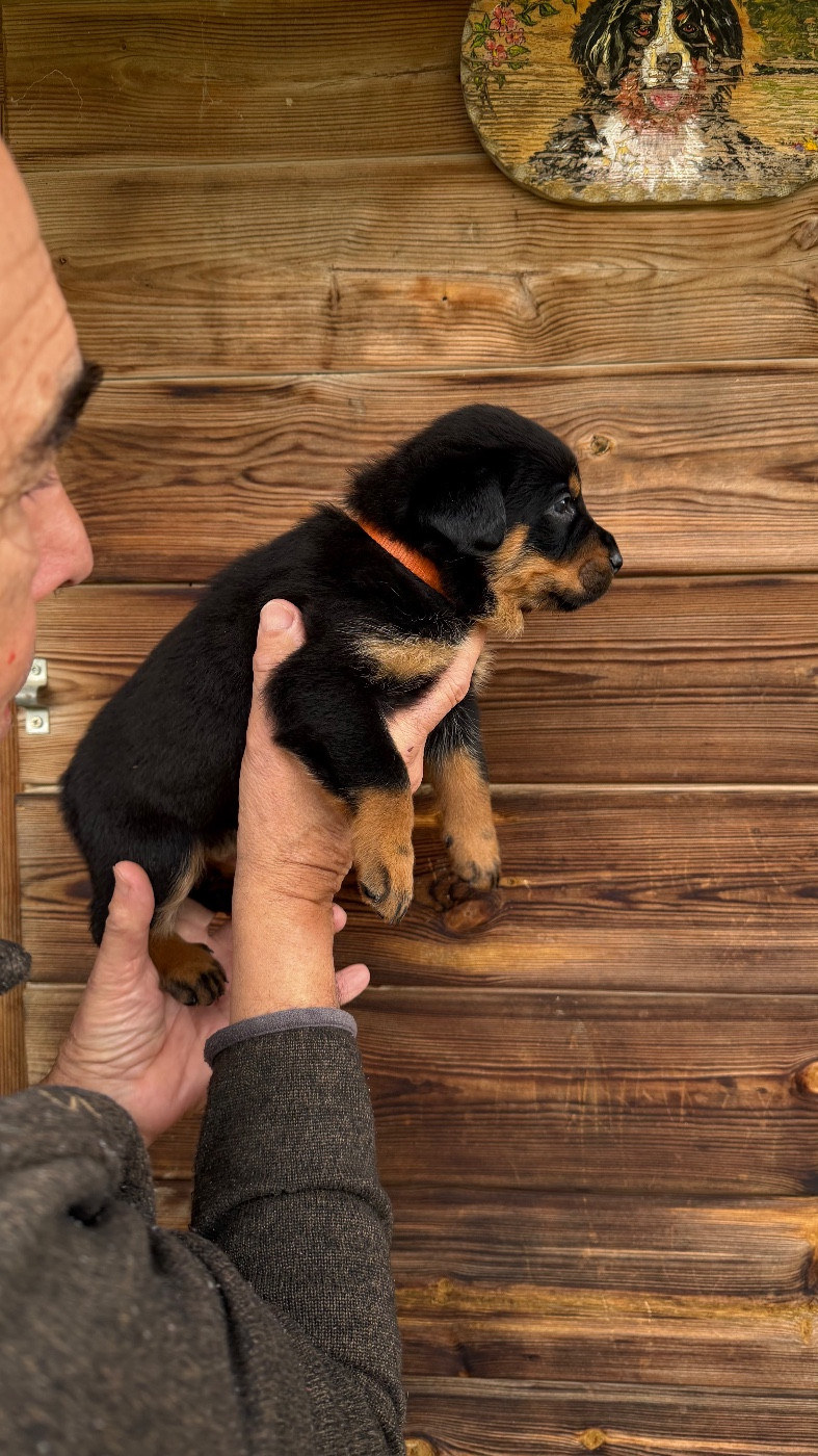 De la grande bergerie - Chiots disponibles - Berger de Beauce