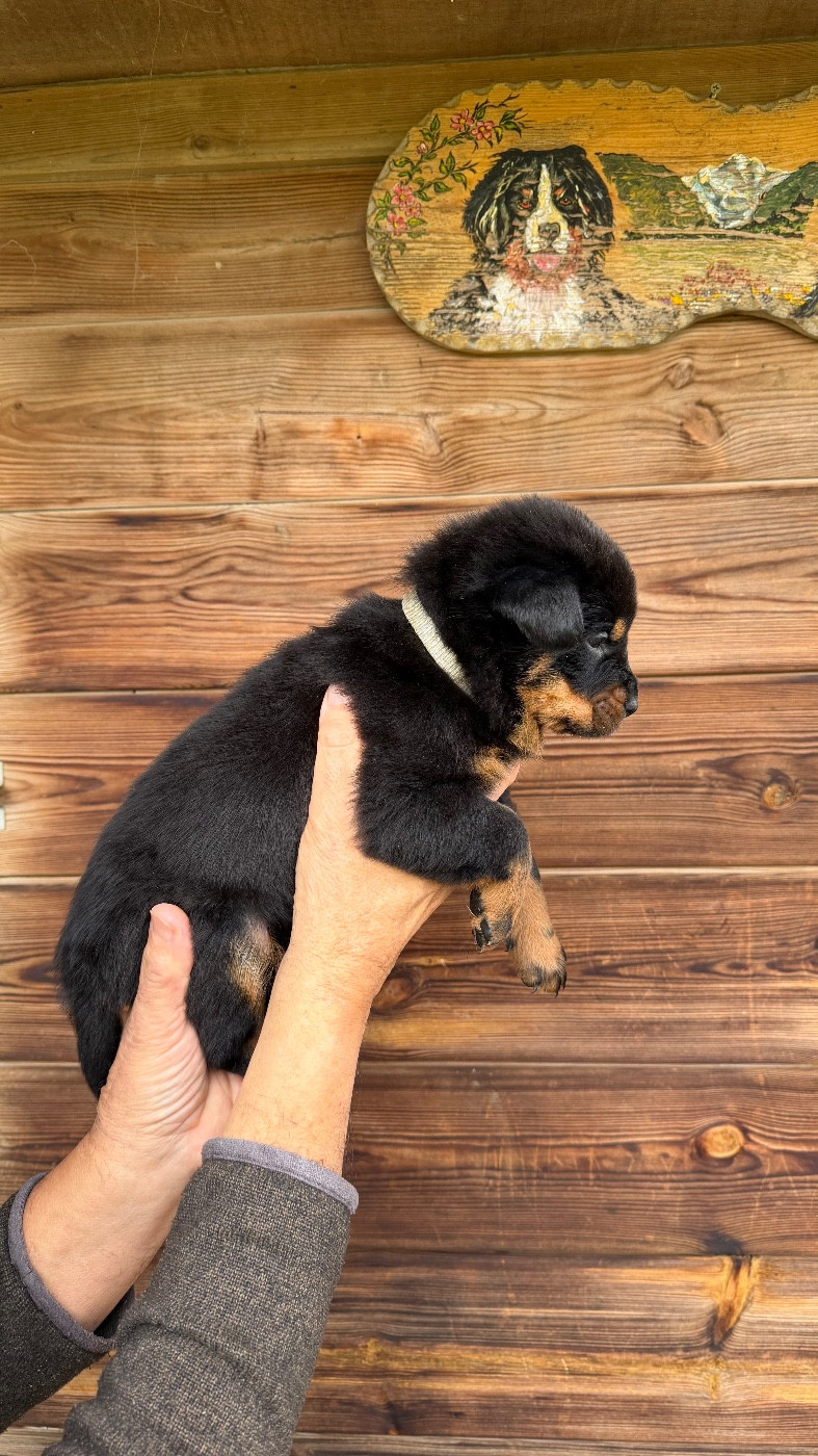 De la grande bergerie - Chiots disponibles - Berger de Beauce