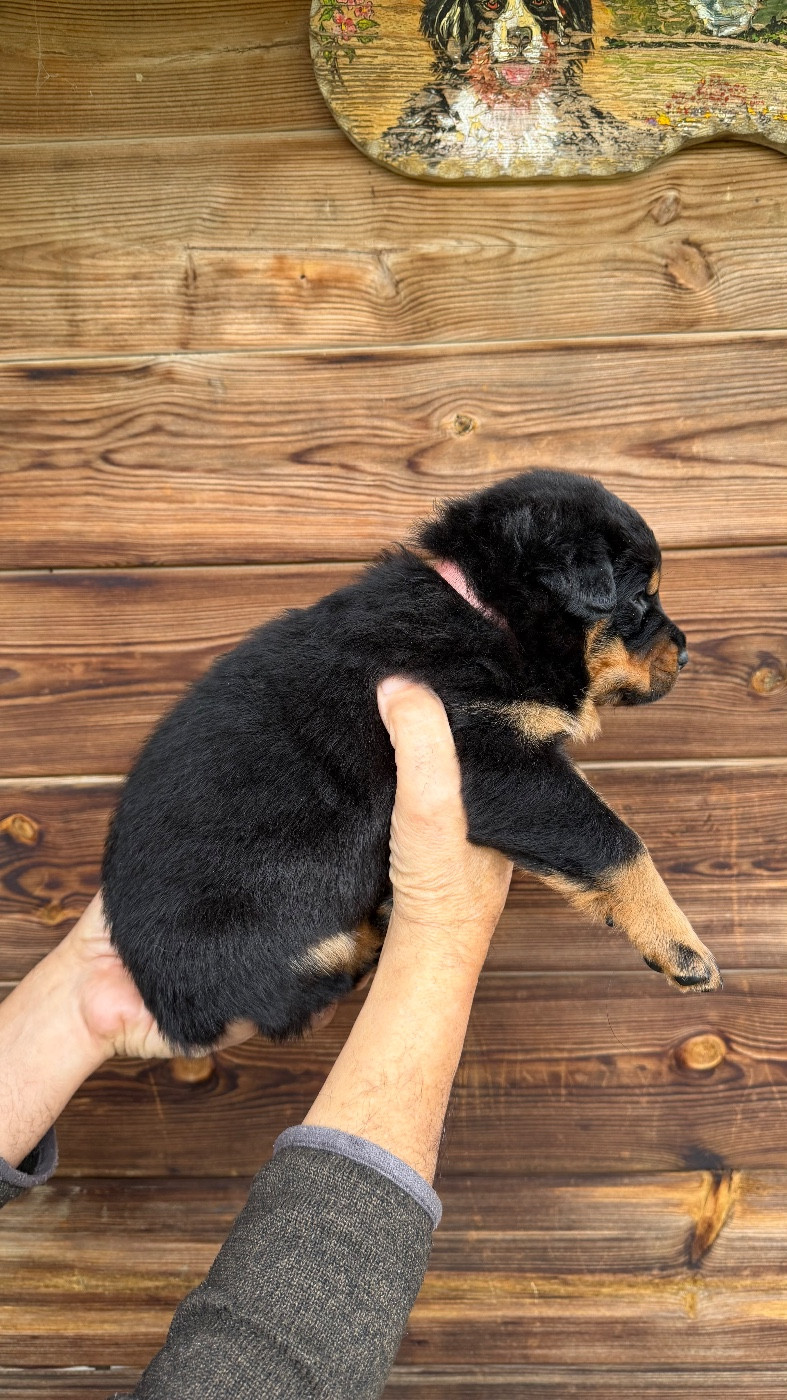 De la grande bergerie - Chiots disponibles - Berger de Beauce