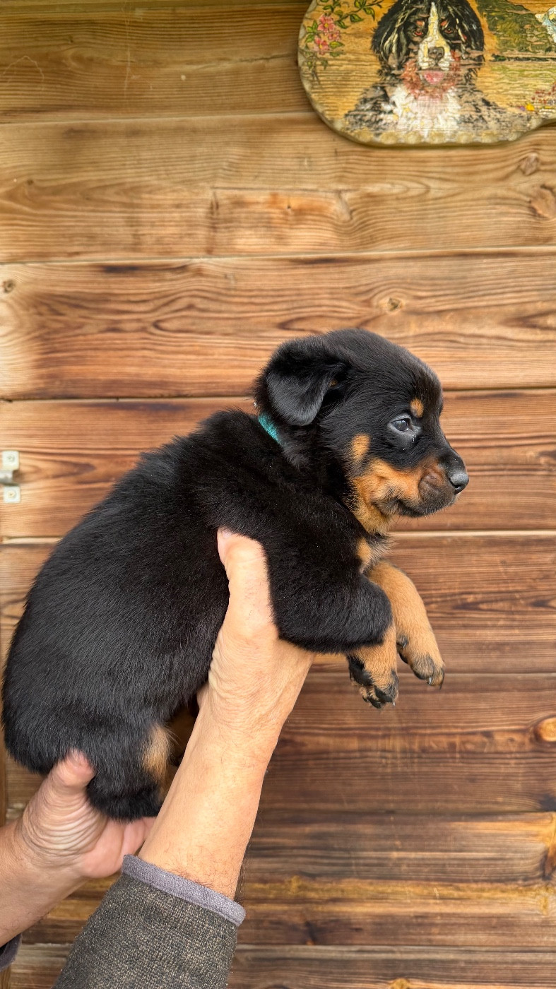 De la grande bergerie - Chiots disponibles - Berger de Beauce