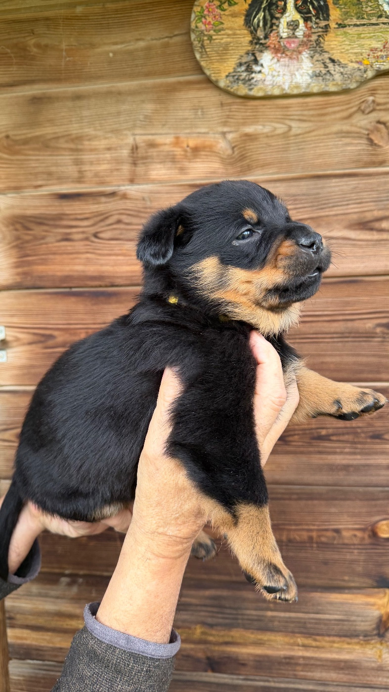 De la grande bergerie - Chiots disponibles - Berger de Beauce