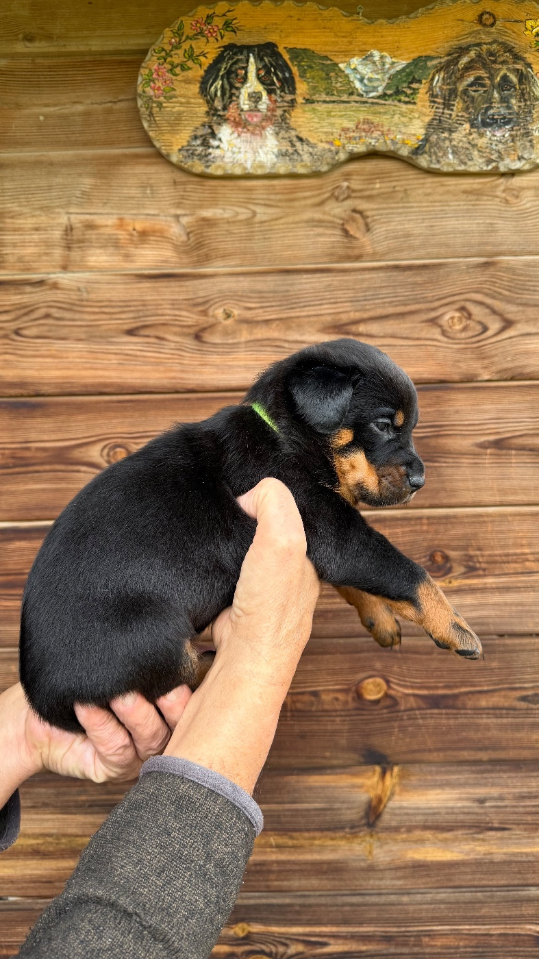 De la grande bergerie - Chiots disponibles - Berger de Beauce