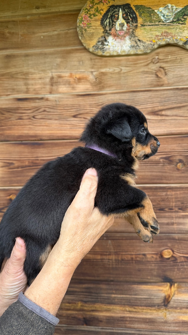 De la grande bergerie - Chiots disponibles - Berger de Beauce