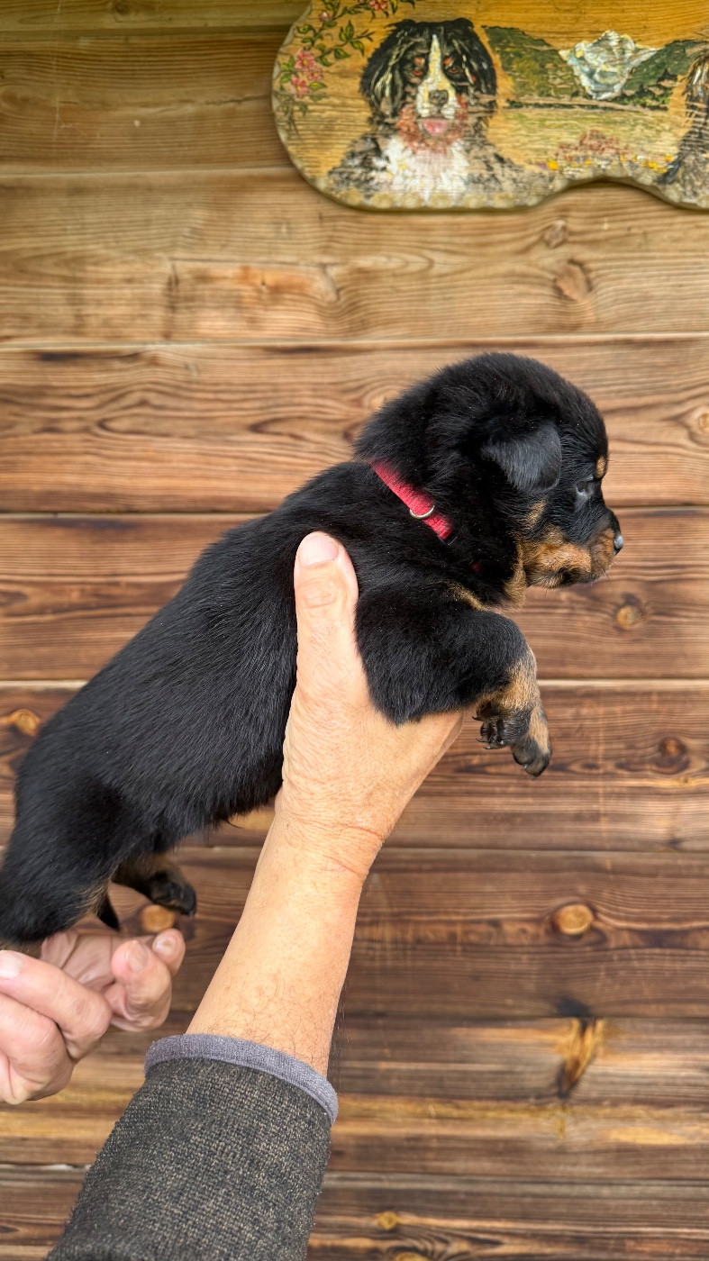 De la grande bergerie - Chiots disponibles - Berger de Beauce