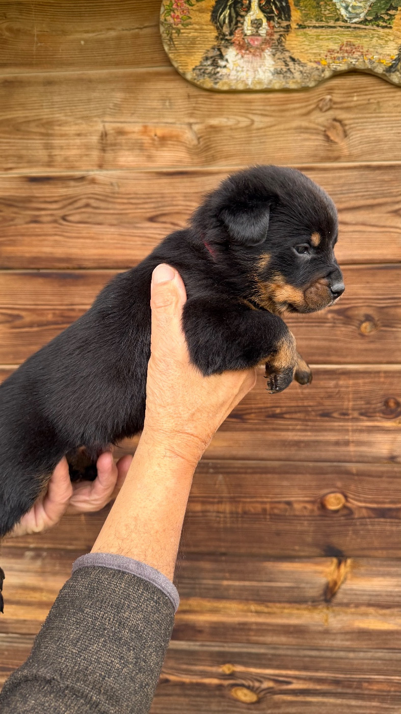 De la grande bergerie - Chiots disponibles - Berger de Beauce