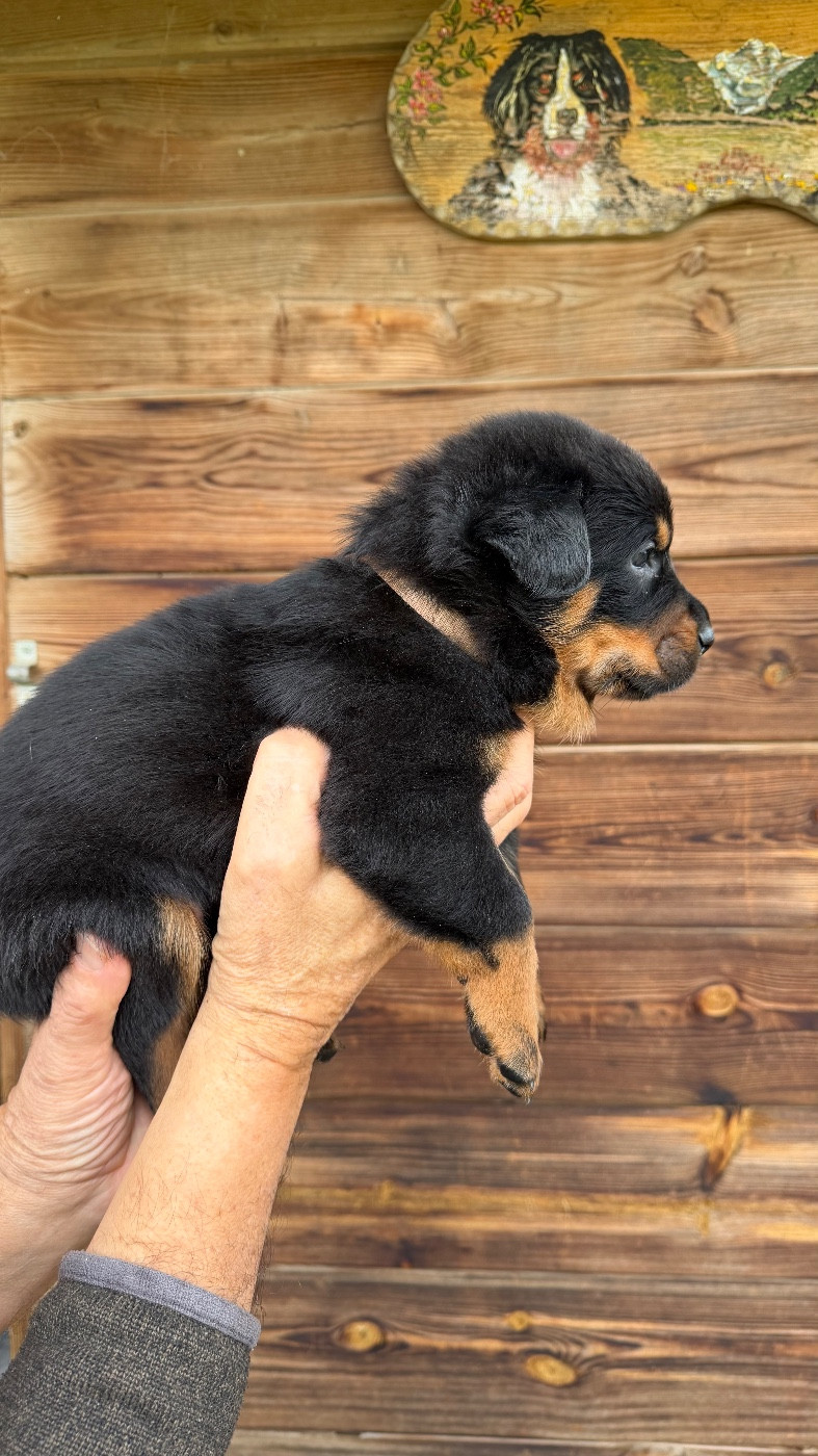 De la grande bergerie - Chiots disponibles - Berger de Beauce